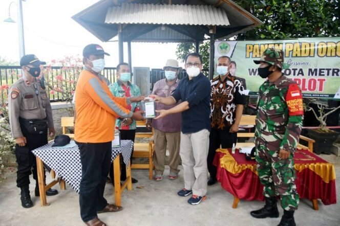 
					Walikota Metro Wahdi hadiri Panen Padi Organik Demplot