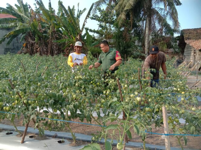 
Kisah Inspiratif Babinsa Keren di Tulang Bawang: Membantu Petani dan Mengubah Pertanian!