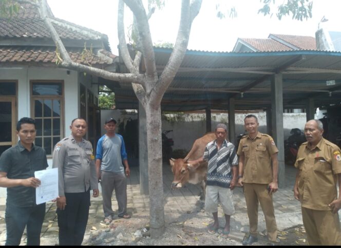 Polsek Bangsalsari Menyerahkan Sapi Hasil Pencurian Kepada Pemiliknya