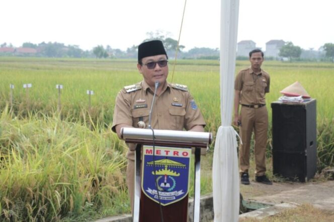 
Wali Kota Metro Hadiri Panen Padi Musim tanam 1 Rendeng Tahun 2024