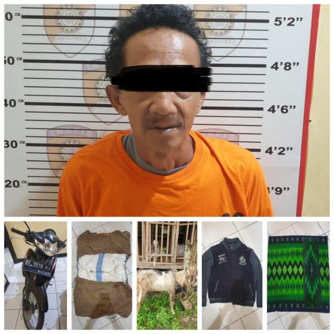 
Mendekati Idul Adha : Sat Reskrim Polsek Metro Pusat Tangkap Pelaku Pencurian Kambing