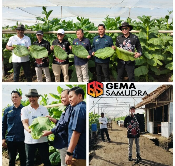 
Gelar Panen Perdana PTPN I Regional 4 Kebun Tembakau di Desa Ajung