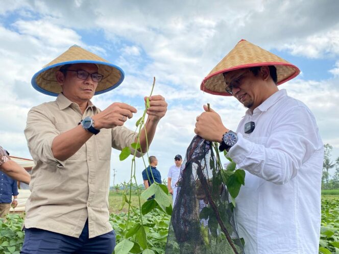 Direktur Utama PTPN I Menghadiri Panen Perdana edamame PT Mitratani Dua Tujuh