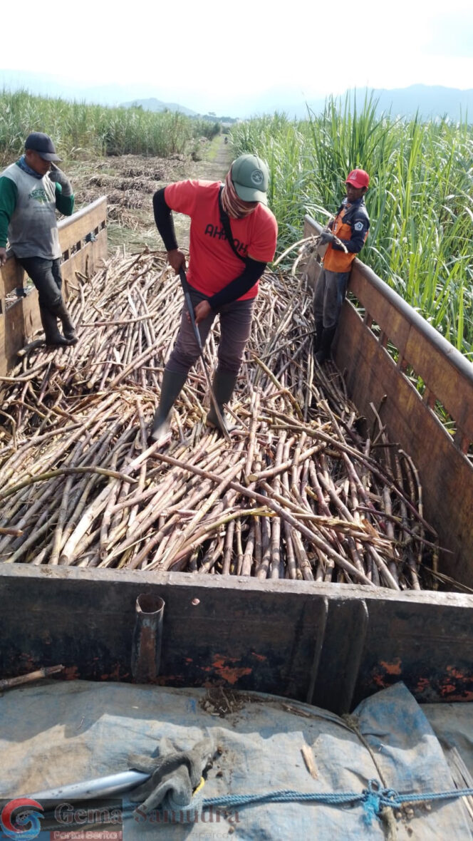 
PTPN I Regional 5 Kebun Kalitelepak Sukses Mencapai Target Tebang