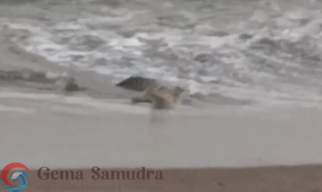 
Penampakan Buaya di Pantai Pekon Penyandingan Kelumbayan, Polsek Limau Imbau Warga Waspada