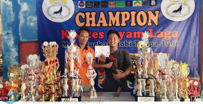 Kontes Ayam Laga Non Judi Jadi Tren Penghobi Ayam di Lampung