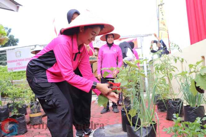 
Berdayakan Pekarangan, Bhayangkari Pringsewu Panen Sayuran Segar