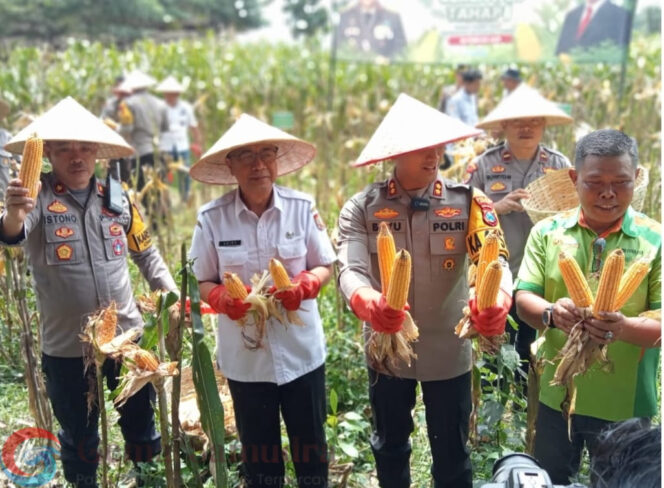 
Dalam Panen Raya Serentak Jagung di Jenggawah dihadiri Kapolres Jember Sebagai Bentuk Dukungan Nyata Program Asta Cita Pemerintah.
