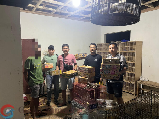 
Jual Hewan Dilindungi, Seorang Pria Ditangkap Polres Lamtim