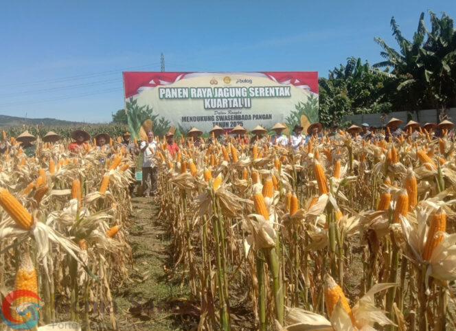 
Polres Jember Lakukan Panen Raya Jagung kuartal II di Desa Kasian Timur