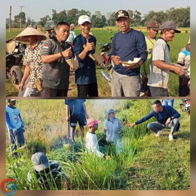 
Sosialisasi dan Gerakan Pencegahan Hama Tikus sebagai Wujud Sinergi Poktan Sido Rukun II dan Pemdes Pancakarya 