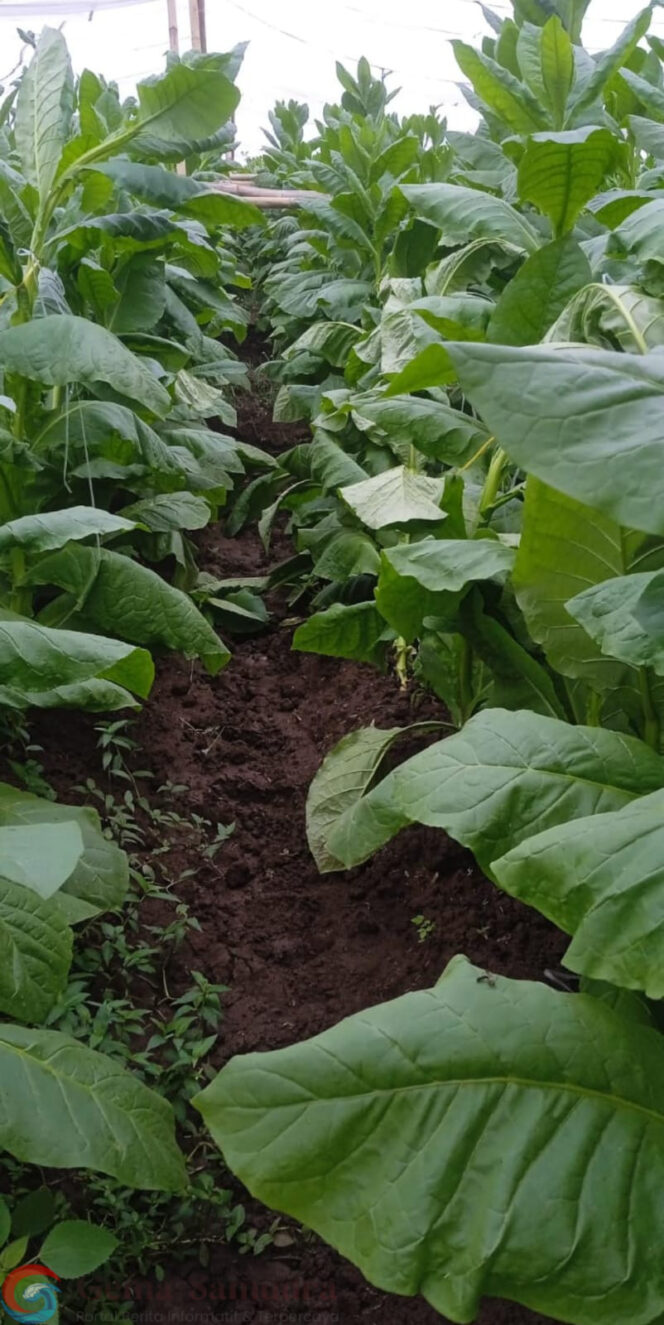 
Cuaca Ekstrem Tidak Berdampak Pada Tanaman Tembakau PTPN 1 Regional 5