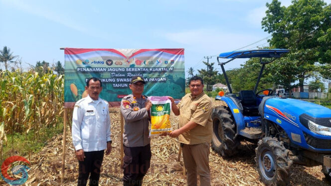 
Kapolsek Carita Terima Benih Jagung Hibrida PS-08 di Pandeglang, Bagian dari Program Swasembada Nasional