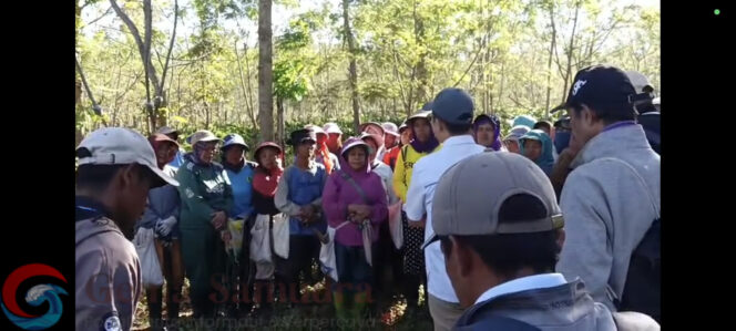 
Penebangan Liar di Kebun Kopi Desa Kali Gedang Rugikan PTPN I Rp400 Juta, Diduga Aksi Terencana