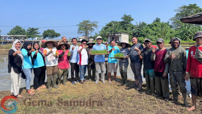 
Yayasan Bhakti Bela Negara Gelar Penanaman Benih Padi Unggul  PS-08, Wujudkan  Ketahanan Pangan Dari Carita Banten