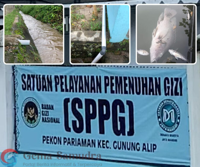 
Ikan Warga Mati, Limbah Dapur MBG Pekon Pariaman Gunung Alip Jadi Sorotan