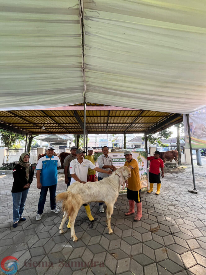 
Dalam Rangka Hari Raya idul Adha : PTPN I Regional 5 Kebun Ajung Gayasan melaksanakan penyembelihan hewan kurban 
