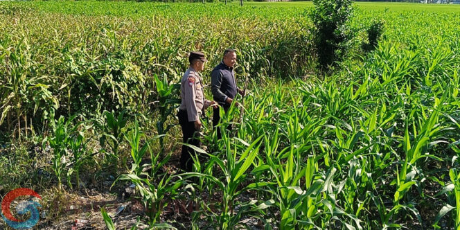 
Polri Dukung Ketahanan Pangan, Kapolsek Ajung Monitoring Lahan Jagung Milik Warga