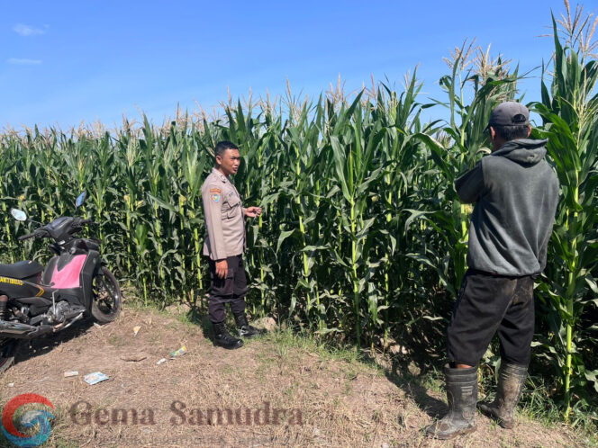 
Polsek Ajung Monitoring Lahan Jagung Warga, Dukung Program Ketahanan Pangan Nasional