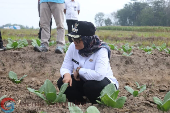 
Usai Berdialog, Bupati Ela Tekankan Pentingnya Pendataan Petani Tembakau Sebagai Dasar Penyusunan Program Dan Bantuan Pemerintah
